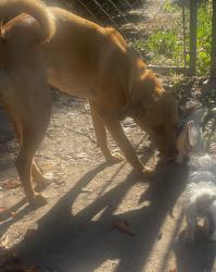 Lost Female Dog last seen Planz Rd, Bakersfield, CA 93309