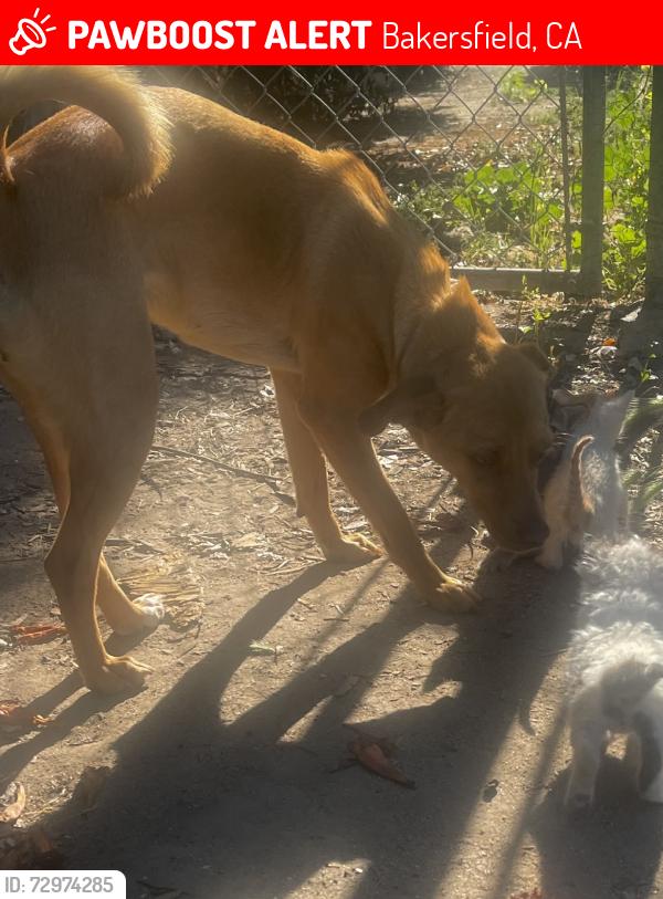 Lost Female Dog last seen Planz Rd, Bakersfield, CA 93309