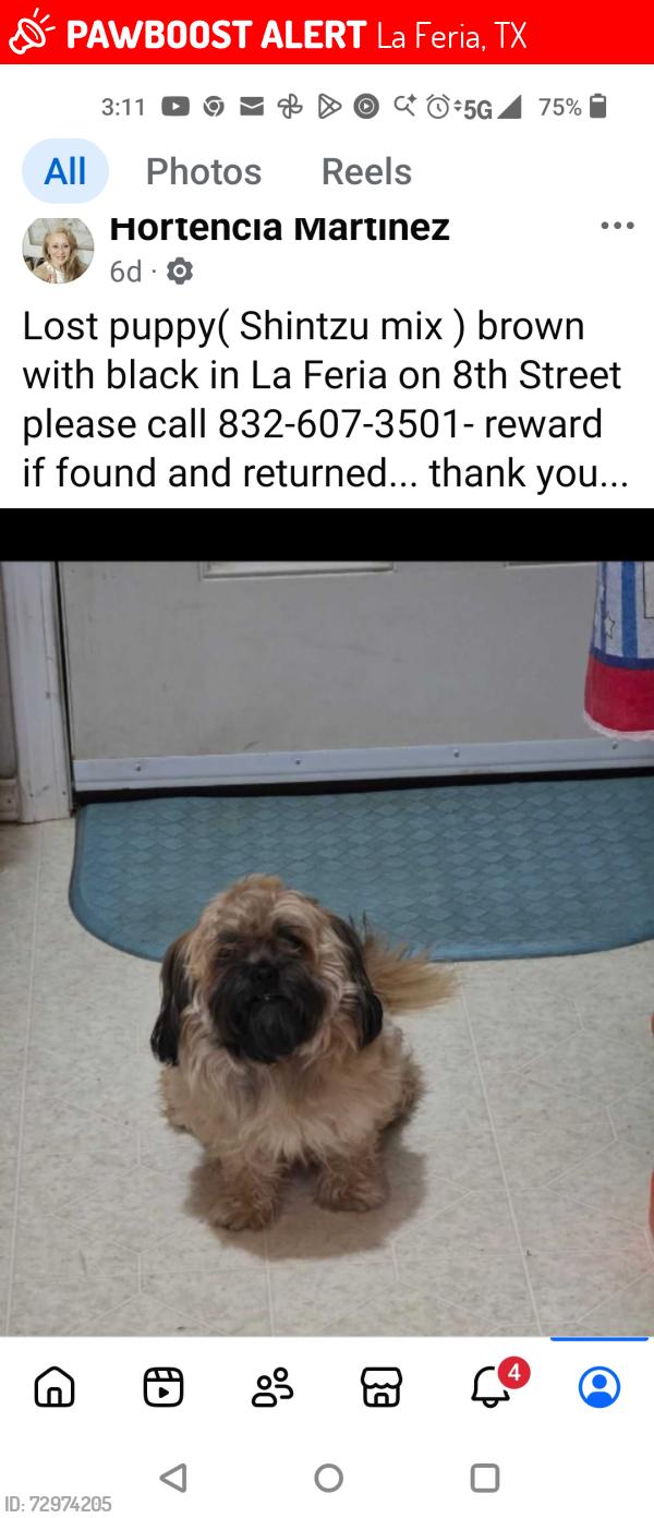Lost Female Dog last seen Near MainSt /8th Street la Feria,Tx, La Feria, TX 78559