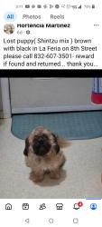 Lost Female Dog last seen Near MainSt /8th Street la Feria,Tx, La Feria, TX 78559