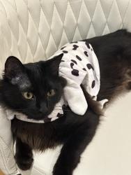 Lost Male Cat last seen Wood Wren Dr. and Tiger Bend Rd, Baton Rouge, LA 70817