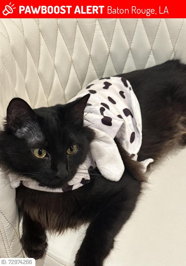 Lost Male Cat last seen Wood Wren Dr. and Tiger Bend Rd, Baton Rouge, LA 70817