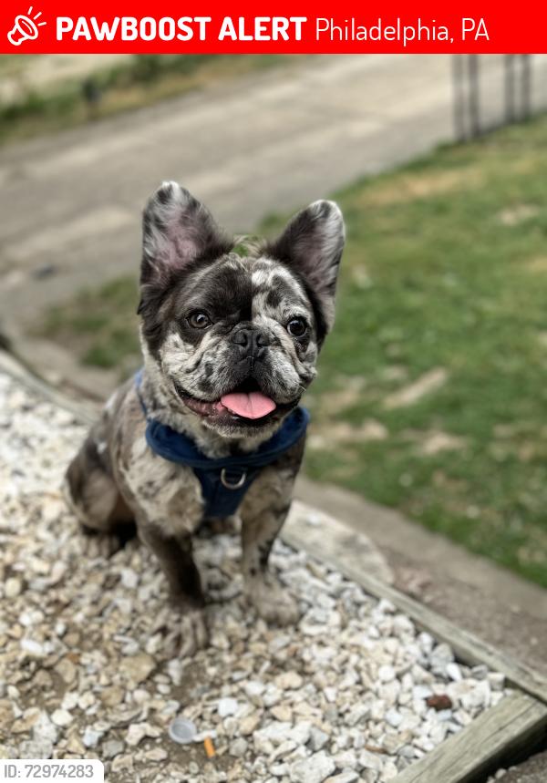 Lost Male Dog last seen FrankFord & Sheffield , Philadelphia, PA 19136