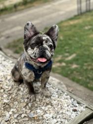 Lost Male Dog last seen FrankFord & Sheffield , Philadelphia, PA 19136