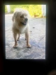 Lost Male Dog last seen Terrace way, Bakersfield, CA 93304