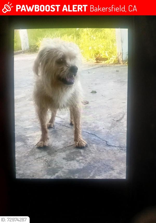 Lost Male Dog last seen Terrace way, Bakersfield, CA 93304