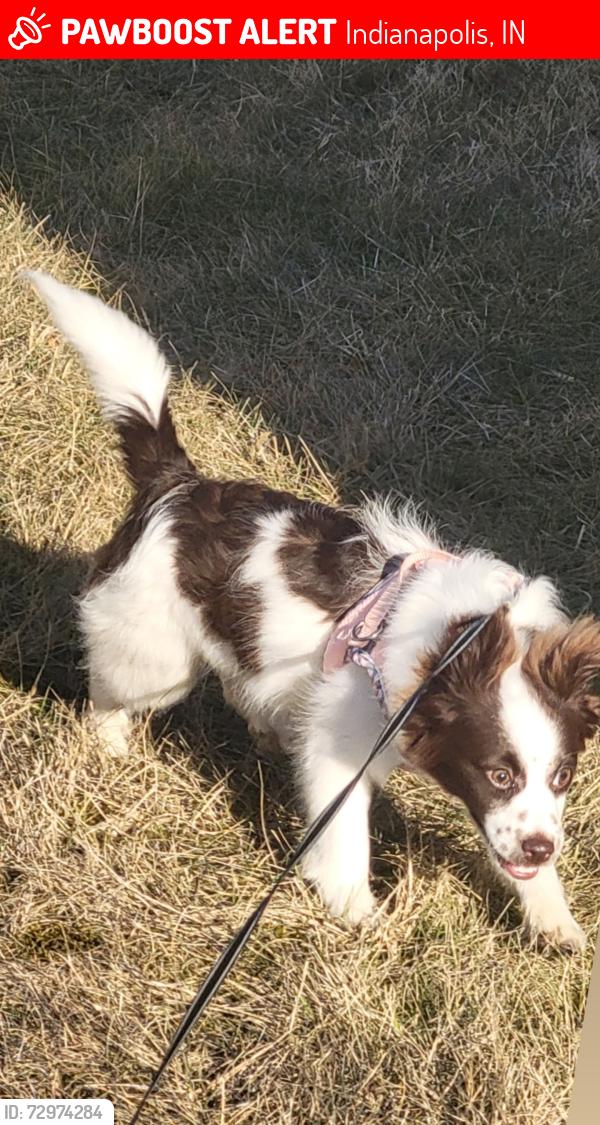 Lost Female Dog last seen N Holmes Ave, Indianapolis, IN 46222
