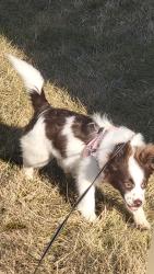 Lost Female Dog last seen N Holmes Ave, Indianapolis, IN 46222
