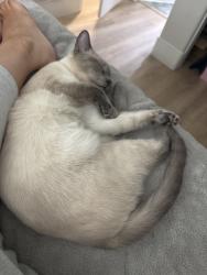Lost Male Cat last seen McDowell and the 202, Mesa, AZ 85207