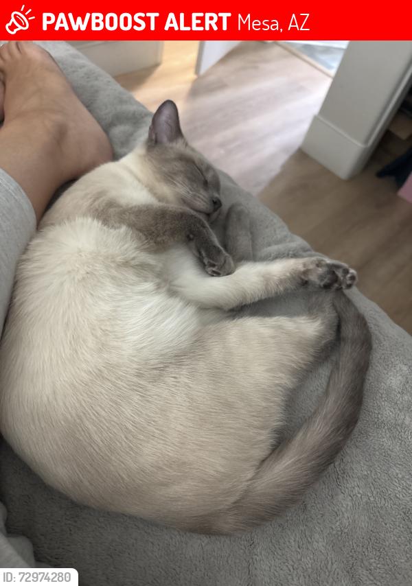 Lost Male Cat last seen McDowell and the 202, Mesa, AZ 85207