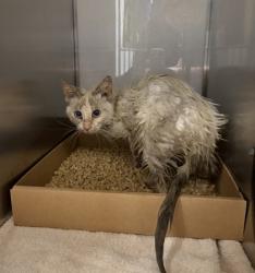Shelter Stray Female Cat last seen Stanley, NC 28164, Gastonia, NC 28052