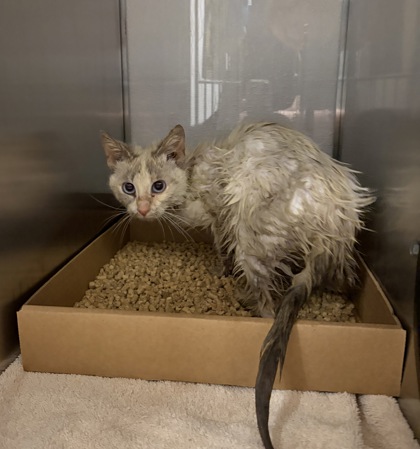 Shelter Stray Female Cat last seen Stanley, NC 28164, Gastonia, NC 28052