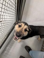 Shelter Stray Unknown Dog last seen Grand Island, NE 68803, Grand Island, NE 68801