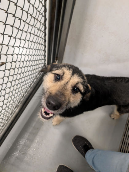 Shelter Stray Unknown Dog last seen Grand Island, NE 68803, Grand Island, NE 68801