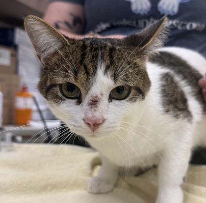 Shelter Stray Male Cat last seen Fishers, IN 46038, Fishers, IN 46038