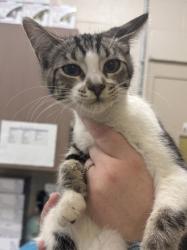 Shelter Stray Female Cat last seen Fishers, IN 46038, Fishers, IN 46038