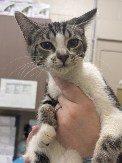 Shelter Stray Female Cat last seen Fishers, IN 46038, Fishers, IN 46038