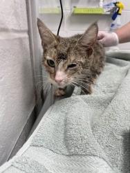 Shelter Stray Female Cat last seen Near Harlem Ave Balt., MD 21216, 21216, MD, Baltimore, MD 21230