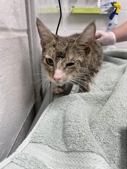 Shelter Stray Female Cat last seen Near Harlem Ave Balt., MD 21216, 21216, MD, Baltimore, MD 21230