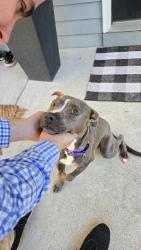 Shelter Stray Female Dog last seen East Point, GA 30344, Atlanta, GA 30336