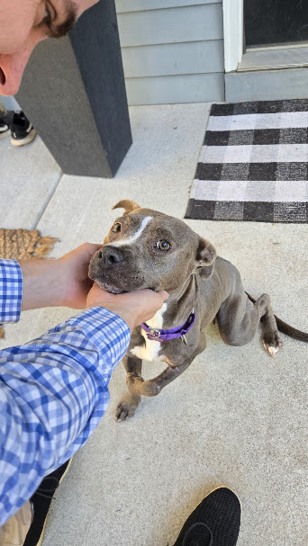 Shelter Stray Female Dog last seen East Point, GA 30344, Atlanta, GA 30336