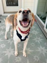 Shelter Stray Male Dog last seen Moncks Corner, SC 29461, North Charleston, SC 29406