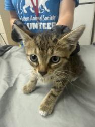 Shelter Stray Female Cat last seen Charleston, SC 29403, North Charleston, SC 29406