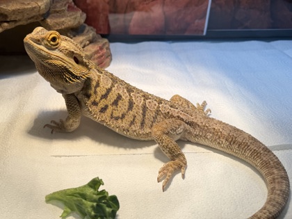 Shelter Stray Male Lizard last seen Charleston, SC 29414, North Charleston, SC 29406