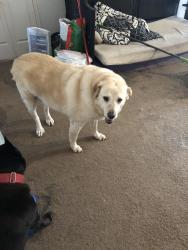 Reunited Male Dog last seen Little rd / castle creek, Arlington, TX 76017