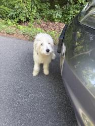Found/Stray Female Dog last seen Main Street and Ashland Drive, Archdale , Archdale, NC 27263