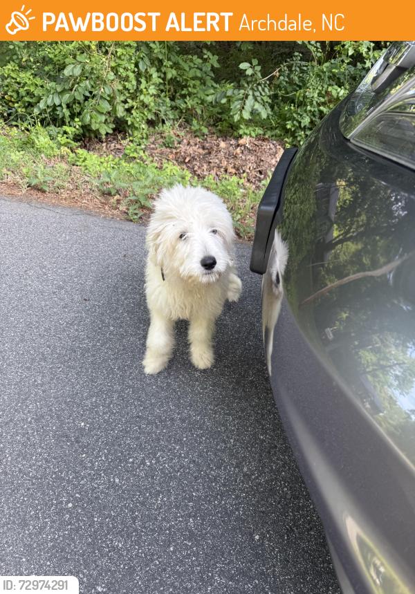 Found/Stray Female Dog last seen Main Street and Ashland Drive, Archdale , Archdale, NC 27263
