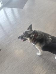 Reunited Unknown Dog last seen US Storage Centers, Sappington, MO 63126