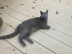 Lost Male Cat last seen Henry Balch Dr and Gross Court, Orlando, FL 32810