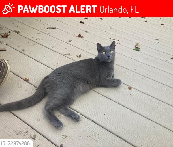 Lost Male Cat last seen Henry Balch Dr and Gross Court, Orlando, FL 32810