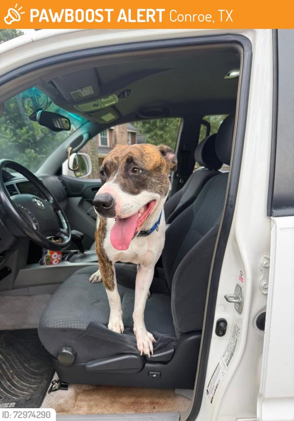 Found/Stray Female Dog last seen River Plantation Neighborhood entrance, Conroe, TX 77301