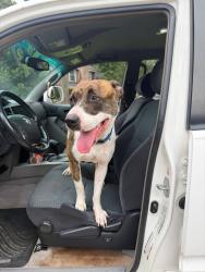 Found/Stray Female Dog last seen River Plantation Neighborhood entrance, Conroe, TX 77301