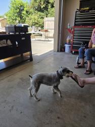 Found/Stray Male Dog last seen Ben Maddox , Visalia, CA 93292