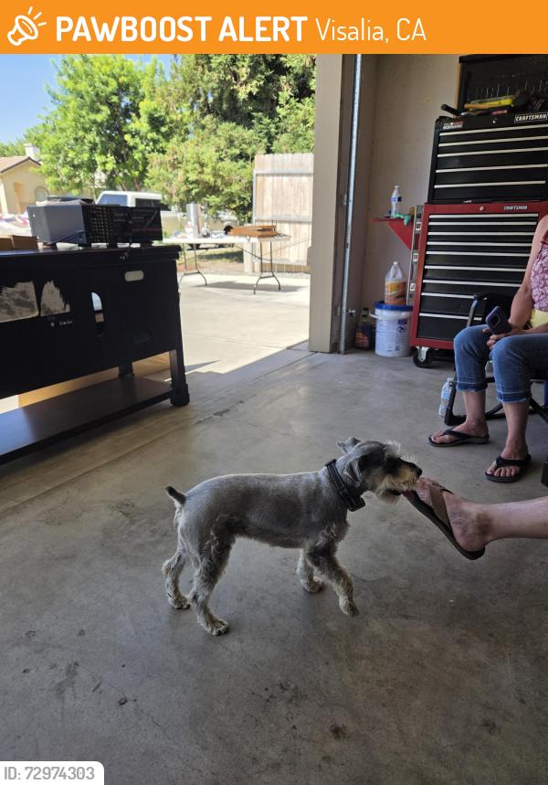 Found/Stray Male Dog last seen Ben Maddox , Visalia, CA 93292