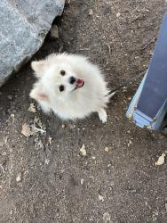Lost Female Dog last seen Kearny and throne, Fresno, CA 93706
