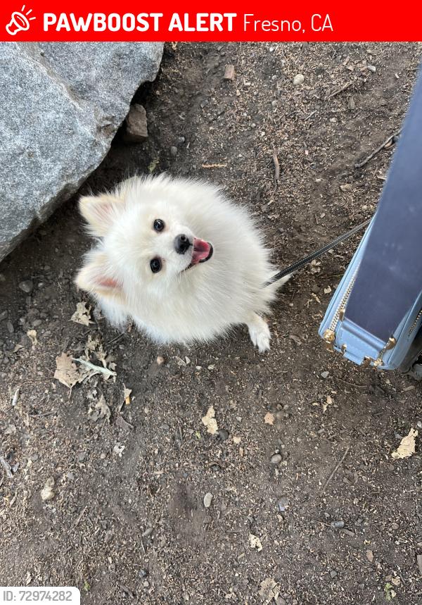 Lost Female Dog last seen Kearny and throne, Fresno, CA 93706