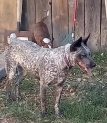 Lost Female Dog last seen Behind food for less, Stockton, CA 95210