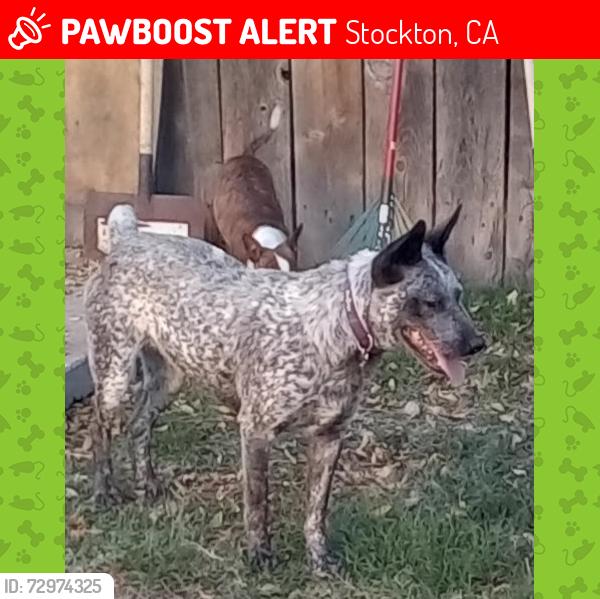 Lost Female Dog last seen Behind food for less, Stockton, CA 95210