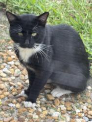 Found/Stray Unknown Cat last seen Imperial Golf ests, North Naples, FL 34110