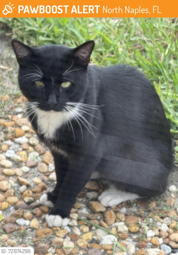 Found/Stray Unknown Cat last seen Imperial Golf ests, North Naples, FL 34110