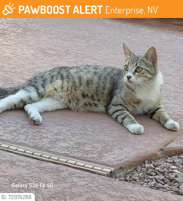 Found/Stray Unknown Cat last seen Valley View & Cactus, Enterprise, NV 89141