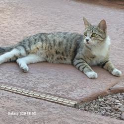 Found/Stray Unknown Cat last seen Valley View & Cactus, Enterprise, NV 89141