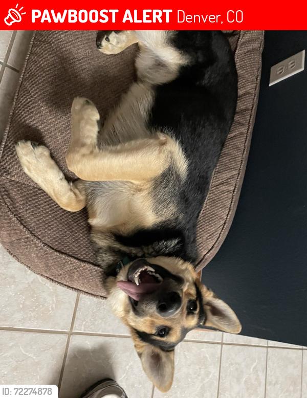 Lost Male Dog last seen 56th and Uvalda, Denver, CO 80239