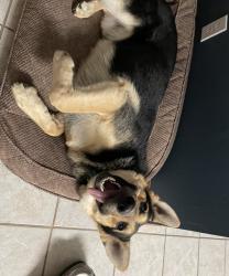 Lost Male Dog last seen 56th and Uvalda, Denver, CO 80239