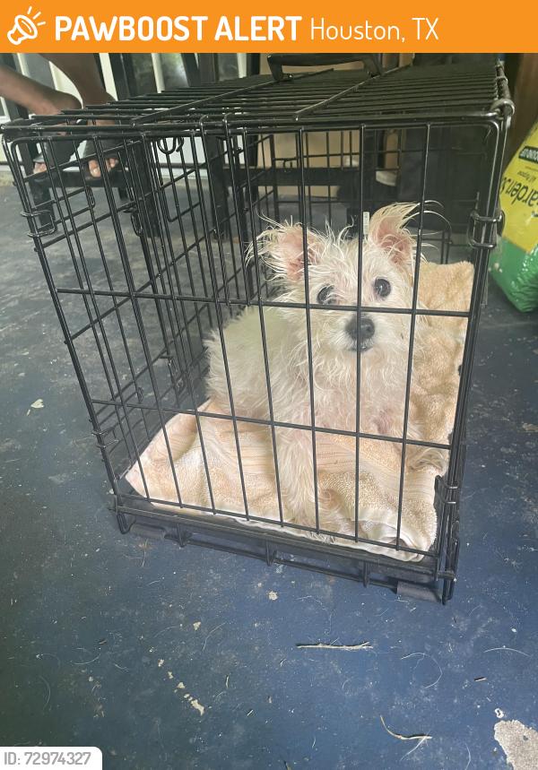 Found/Stray Female Dog last seen N Shepherd Dr and Victory, Houston, TX 77018