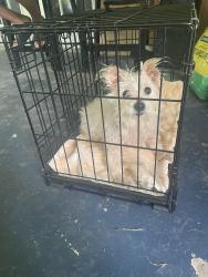 Found/Stray Female Dog last seen N Shepherd Dr and Victory, Houston, TX 77018